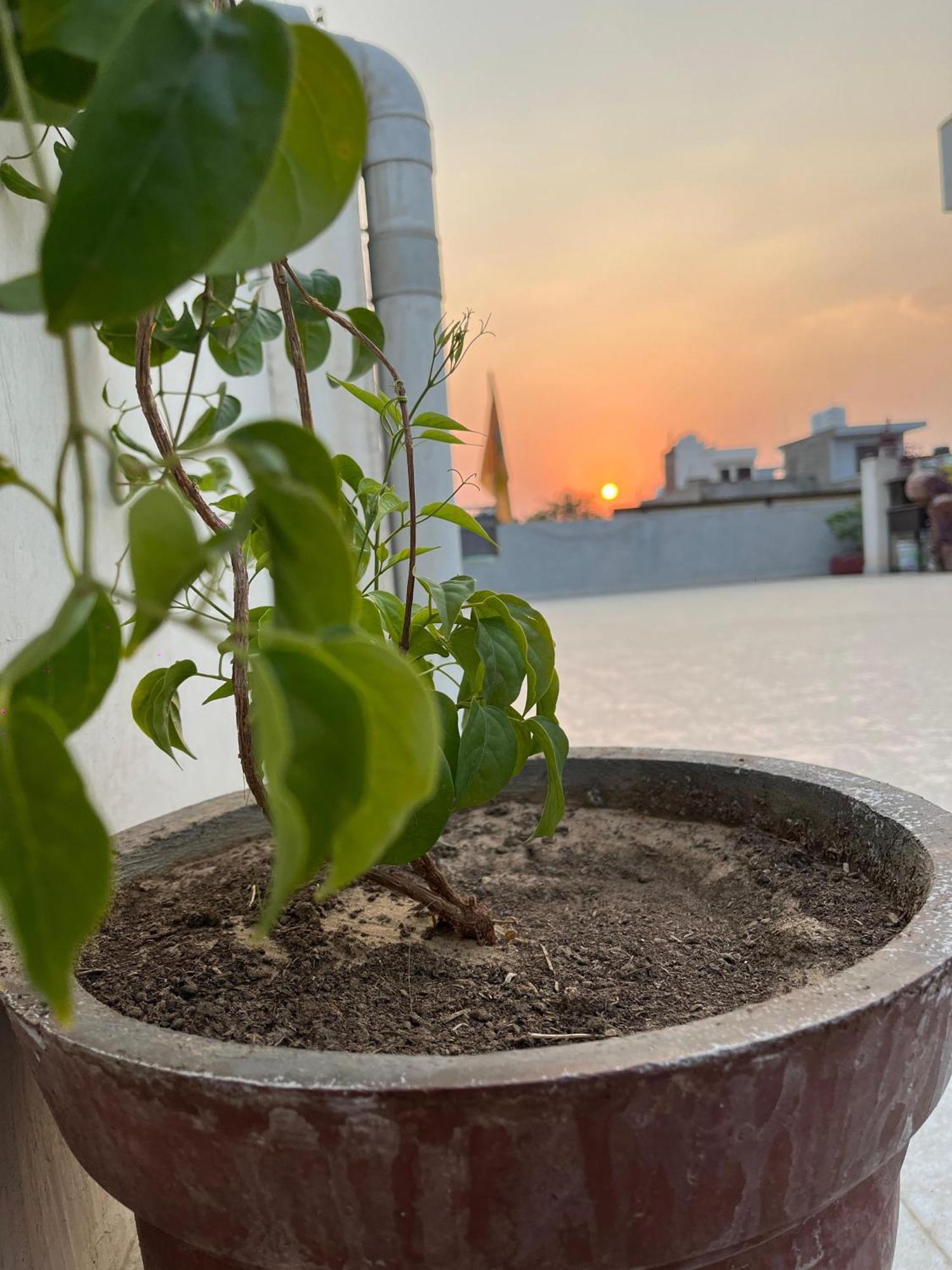 Ciudad Rosa Hotel Jaipur Buitenkant foto